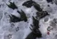 Alertă de gripă aviară H5N1 la granița României. 10 localități sub observație