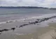 Dezastru ecologic. 27 de balene au eșuat pe o plajă din Mexic