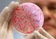 Atenţie! E.coli, descoperită în APA din mai multe localităţi din Argeş