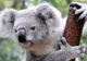 Urs Koala, salvat de pompieri cu RESPIRAŢIE GURĂ la GURĂ - VIDEO IMPRESIONANT