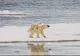 Petiție online pentru salvarea ultimului urs polar din Argentina 