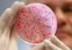 40 de elevi din Piteşti au E.coli, după ce au mâncat brânză la afterschool