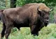 Lovitură grea pentru programul de repopulare a zimbrilor în România. 21 de animale au fost găsite moare în Munții Țarcu
