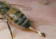 Leacuri contra înțepăturilor de insecte