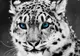 Incident ȘOCANT: 3 leoparzi ai zăpezilor de la o grădină zoologică din Nebraska au MURIT de COVID