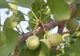Fresh Refresh. Efectul uimitor al Ginkgo Biloba