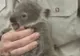 Un ursuleţ koala a făcut spectacol într-un spital din Australia 