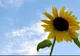 Vor fi ploi în următoarele zile! PROGNOZA METEO pentru următoarele două săptămâni