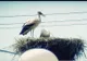 Berzele din Mehedinți, în pericol. Păsările sunt găsite cu răni grave, după zile întregi de agonie VIDEO