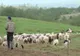 Tragedie la o stână din Bacău. Un copil de 3 ani a murit după ce a băut o soluție pentru tratarea oilor 