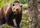 Pensiuni atacate de ursoaică, în stațiunea Cheia! Mai multe animale domestice, ucise