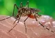 ALARMANT! Numărul infecţiilor cu West Nile, aproape dublu în acest sezon faţă de 2015