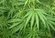 Român arestat în Franța după ce a încercat să transporte 65 de kilograme de cannabis cu un dric