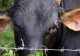 Alertă de antrax în Botoșani! Boala a fost confirmată la o vacă, deși animalul figura în acte ca fiind vaccinat