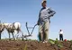 Prăpăd în agricultură: PLOILE au distrus jumătate din culturile de legume