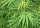 Capitala SUA a spus "da" în referendumul asupra legalizării consumului de canabis în scop recreativ