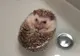 Adorabil! Iată cum strănută un pui de arici