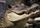 Un crocodil aflat într-un avion a devenit agresiv. Ce a urmat este ÎNGROZITOR