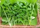 Adevărul despre RUCOLA. De ce lumea crede că este păpădie?