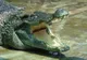 Un crocodil a fost ucis de un vizitator cu o piatră