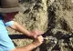 Fosile de dinozaur descoperite în Țara Hațegului