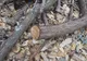 O femeie a rămas UIMITĂ de ce a descoperit într-un butuc de lemn 