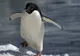 O specie de pinguin extrem de rară, descoperită în Noua Zeelandă, la o distanță de 3.000 de km de ”casă”