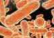A fost inventat nasul artificial care poate detecta bacterii. Cum funcționează și la ce poate ajuta tehnologia