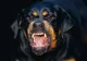 Adolescentă transportată de urgenţă la spital după ce a fost atacată de un Rottweiler pe stradă