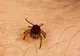 Ce TREBUIE să ştii despre BOALA LYME: bacteria nu e în toate căpuşele. ATENŢIE la medicii IMPOSTORI!
