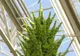 8 plante care purifică aerul din casă