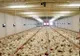 Alertă alimentară - Focar de salmonella la o fermă de găini din Dâmbovița. Direcția Sanitar-Veterinară face o anchetă