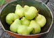 FRESH-REFRESH. Perele, DOCTORII TOAMNEI
