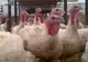 Alertă sanitar-veterinară! Două focare de gripă aviară, descoperite la ferme de păsări din județul Brașov. Zeci de mii de păsări contaminate vor fi sacrificate