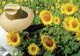 Floarea Soarelui. Legenda şi beneficiile acestei plante 