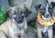 România, iadul animalelor? Un deputat propune dublarea pedepselor pentru cruzime faţă de ele