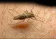 Virusul West Nile face prima victimă. Un pensionar a murit după ce a fost înţepat de ţânţari