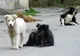 Buzău: A început eutanasierea câinilor după noua lege 