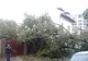 Trafic restricționat în București. Copaci, căzuți din cauza vântului puternic 