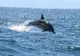 Delfin mort, filmat în timp ce plutea în mare, la Mamaia, printre turiștii care înotau 