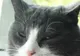 Pisicile şi schizofrenia. Legătura suprinzătoare dintre feline şi boala mintală