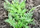 Fresh Refresh. Valeriana, planta care te ajută să scapi de cârcei