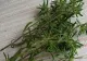 Un banal condiment tratează problemele cu stomacul. Efectele lui sunt miraculoase