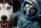 Filmul "Gravity" a primit 11 nominalizări la premiile BAFTA 2014
