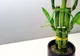 9 plante de interior magice care atrag dragostea, bucuria şi prosperitatea