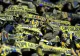 Petrolul Ploieşti rămâne fără patru jucători importanţi 