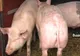 De ce nu este bine să mâncăm carne de porc?
