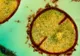 A fost descoperit un antibiotic natural, care combate până şi cele mai puternice infecţii