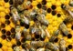 ALBINE CU SENZORI: Ajută la stoparea îmbolnăvirii insectelor