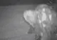 Un bărbat susține că l-a ucis pe Bigfoot și că are poze care să dovedească asta. Cum arată creatura
